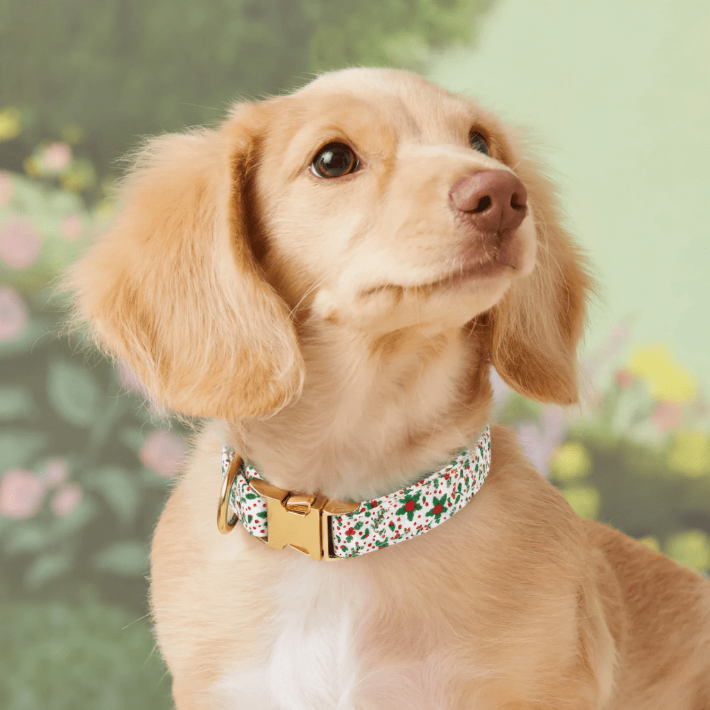 Pookies' Classic Holly Berry Dog Collar - Pookies