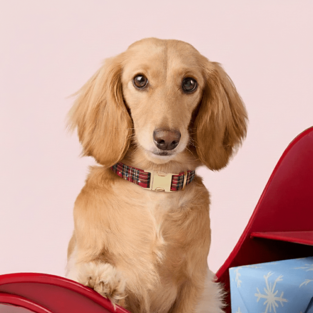 Pookies' Cozy Winter Plaid Dog Collar - Pookies